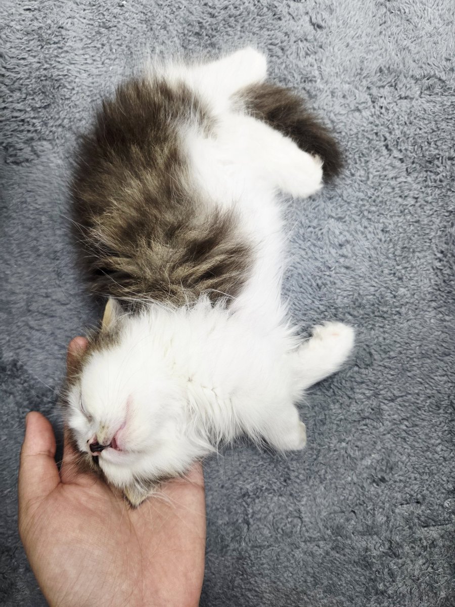 aintnothingere's tweet photo. His name is Lumos, which means he brightens my life! He is a strong one cause he's been through two surgeries when he is 6 months old 💜#shouyourpet https://t.co/uUTme8b7fI
