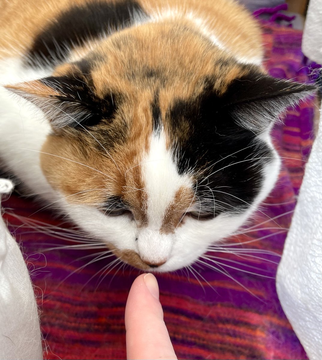 にゃんころもち (@sakura_nyancolo) / Posts / X