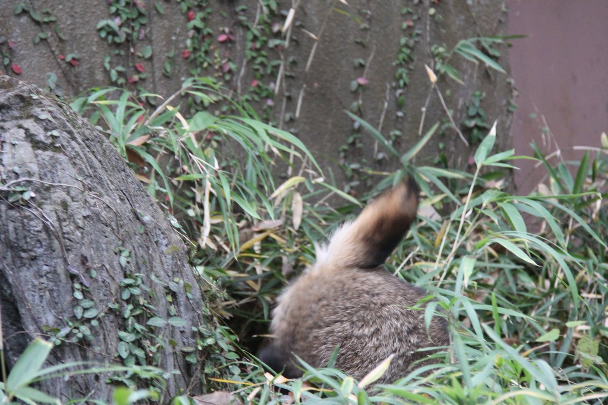 降りる茶豆…と、その尻。
2025.12.06
#ホンドタヌキ