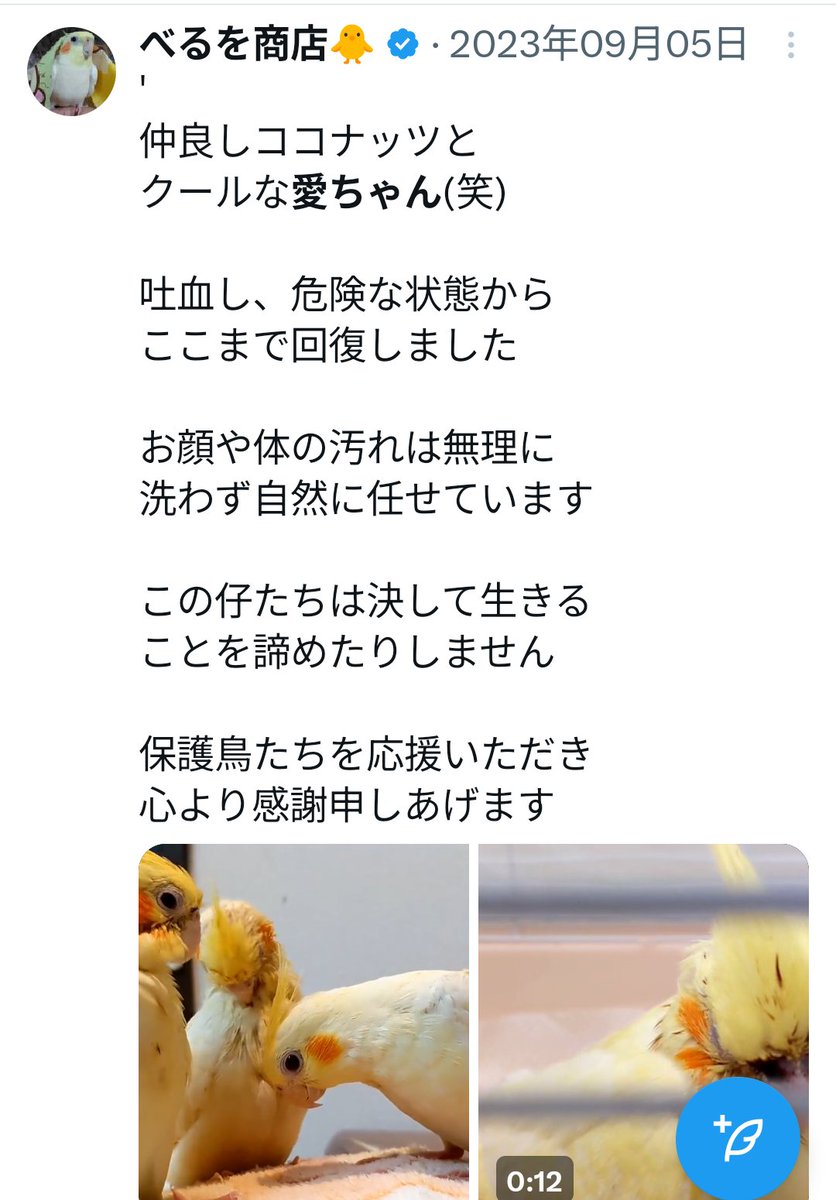 bellwo5963's tweet photo. '
重篤な状態から回復して
元気に里親様の元へ旅立った
あいちゃん

カワイイ動画が届きました

みんなと仲良しでご飯が大好き
幸せいっぱい♪元気に過ごして
いるそうです

※里親様の許可を得て
投稿しております

❀イベントのお知らせです〜❀

⭕️物販、現地ワークショップ
ボタニカル✕年末フェス
12/28(日)10:30〜16:00
群馬県伊勢崎市堺町765-1
(堺赤レンガ倉庫)
最寄り駅　堺町駅1分

⭕️物販
わんワンダーフェス
1/11(日)10:00〜16:00
愛知県常滑市セントレア5-10-1
愛知スカイEXPO
最寄り駅　中部国際空港駅

⭕️保護鳥譲渡、物販
1/25(日)10:00〜17:00
横浜市南区中村町2-120-6 
最寄り駅 石川町駅、黄金町駅
伊勢佐木長者町駅、関内駅

⭕️保護鳥譲渡、物販
もふもふWAF！
1/31(土)11:00〜16:30
東京都台東区花川戸2-6-5 
産業貿易センター台東館5F
最寄り駅　浅草駅

⭕️物販
ワンタイムマルシェ
2/7(土)、2/8(日)10:00〜16:00
埼玉県加須市水深１７２２
加須はなさき公園
最寄り駅　花崎駅

⭕️物販
魔法使い癒しのマルシェ
2/22(日)11:00〜16:00
神奈川県横浜市旭区左近山16-1
ショッピングプラザ左近山
左近山第4バス停すぐ

べるを商店ホームページ
→ https://t.co/KPFo0gM8cd

#オカメインコ 　
#譲渡会
#べるを商店 
#わんワンダーフェス 
#もふもふWAF