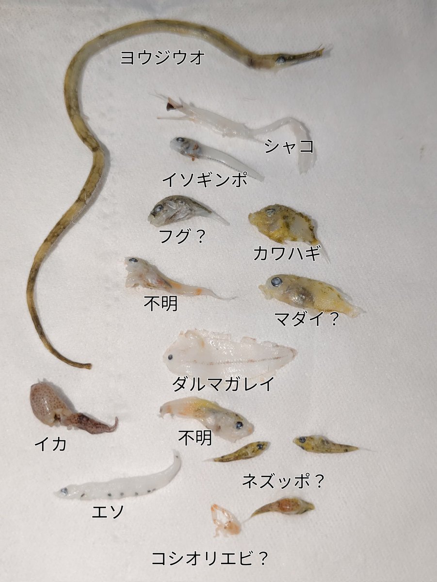 ma333sea's tweet photo. 釜揚げしらすに混じっていた生き物を
なんとなくで判別(不明あり)
市販しらすでヨウジウオは初めてみました。
(この後私が美味しく頂きました)
#チリモン #釜揚げしらす https://t.co/9QOtfTYjrc