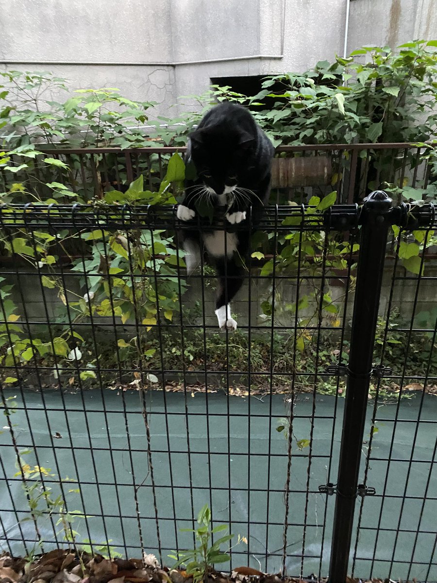 にゃん太郎 (@nyannyan__taro) / Posts / X