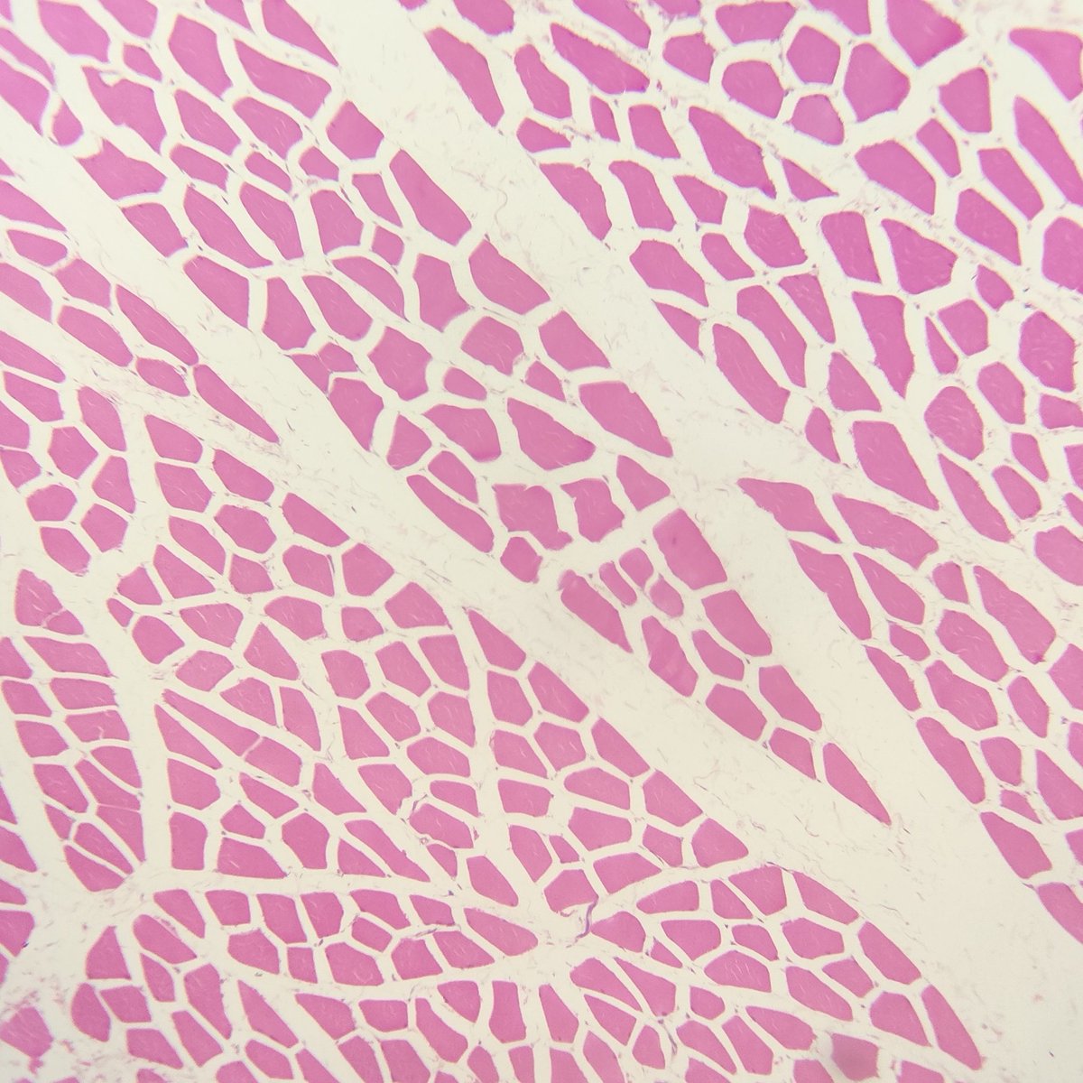 justran29's tweet image. Muskuloskeletal in a nutshell: 💪🦴🩻