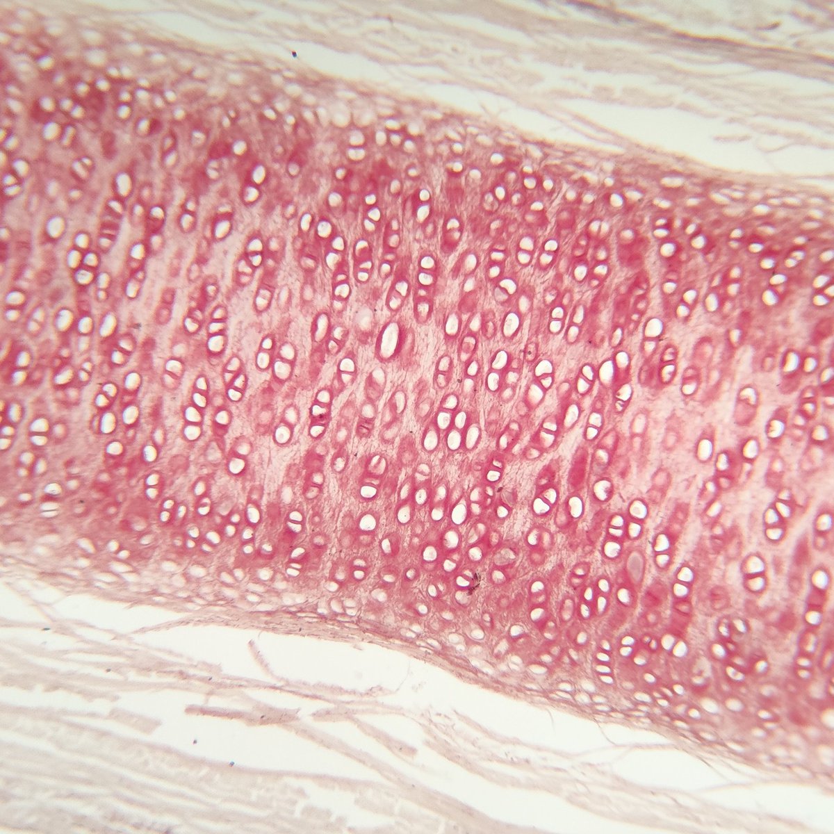 justran29's tweet image. Muskuloskeletal in a nutshell: 💪🦴🩻