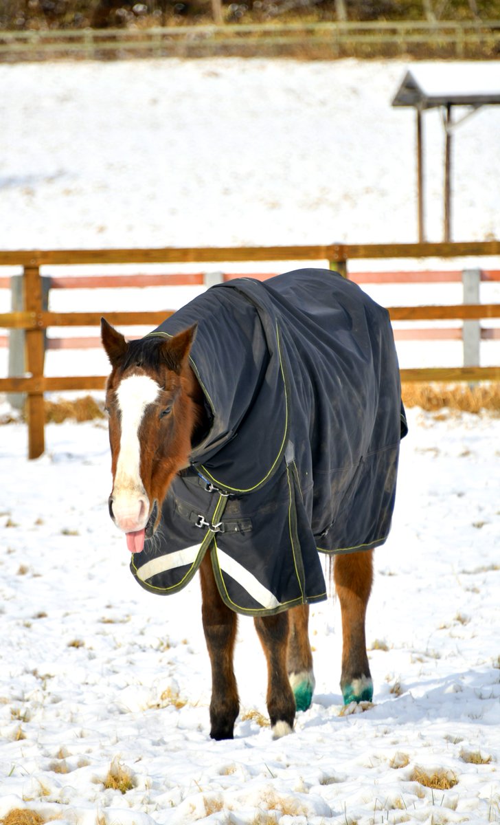 suzuma555's tweet image. 夜から朝にかけて降り積った雪で放牧地は一気に銀世界⛄️
お暇なドッちゃんはひたすらウトウト🐴😪
#メイショウドトウ
#meishodoto
※見学詳細は競走馬のふるさと案内所HP参照