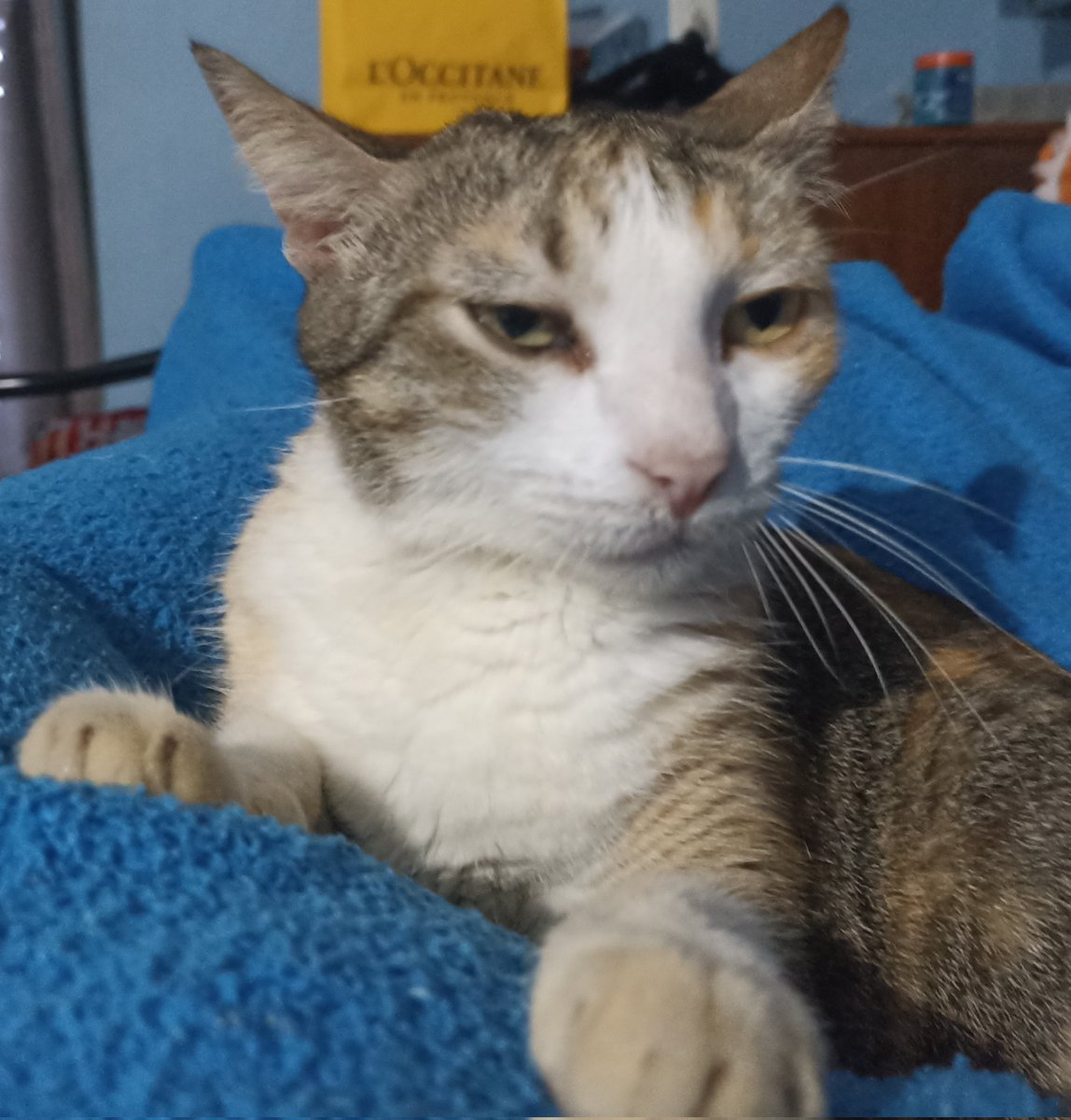 meowrr_sof's tweet image. bueno, seguiría pero prefiero quejarme en persona sobre mi vida asi q esperaré a verme con quién sea :p