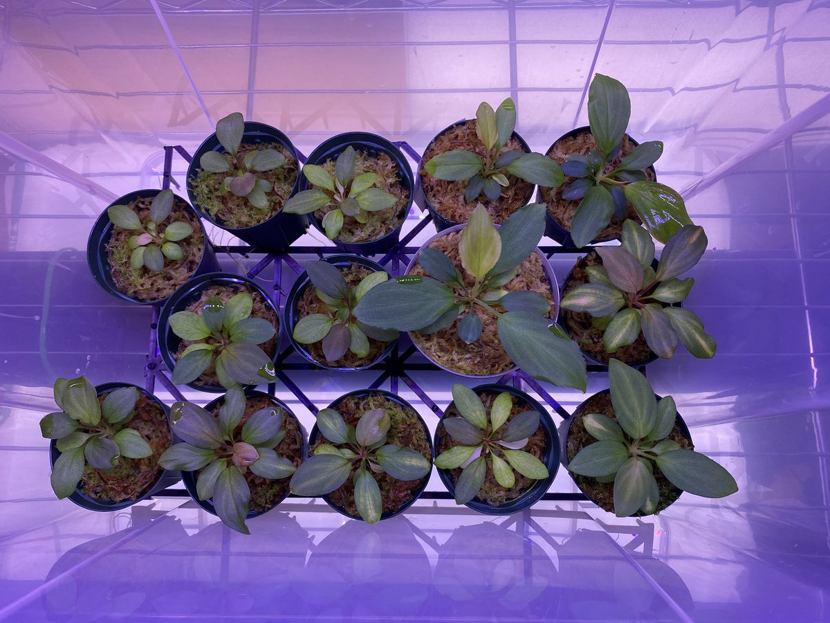 ♀ Homalomena sp. 'Variegata' 斑雪 Sumatra Selatan T-180323