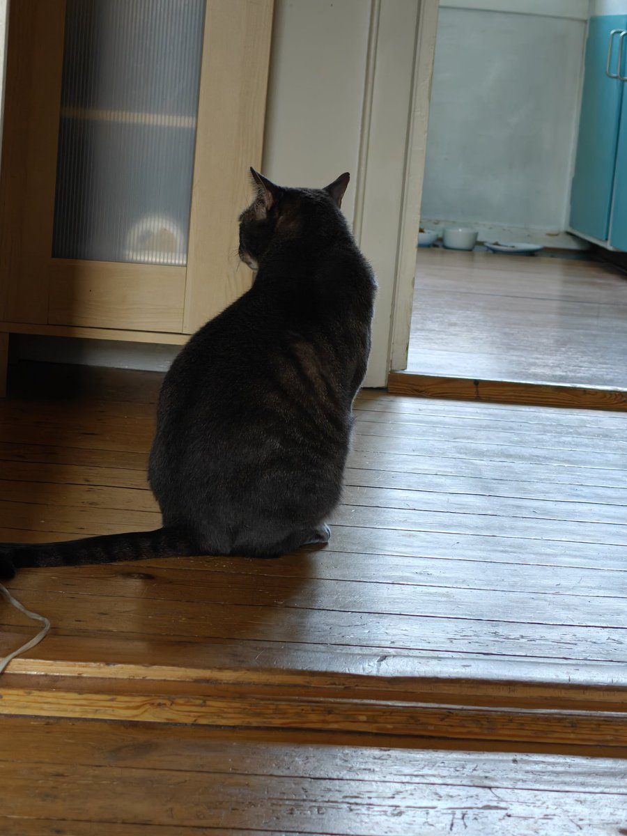 QuizmasterKevin's tweet image. cat is sitting, looking away and sulking because I scolded him (we found out that he kept eating packaging tape and regular tape, and had done it for like 2 days and puked it up the 2 following days, he didn't learn his lesson and tried again so I hid it all and now he big madd)