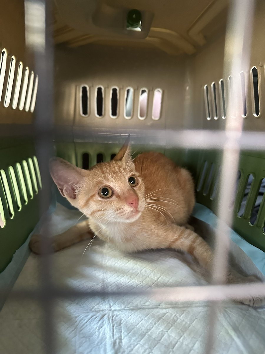 друзья!!оч нужно вывезти вот такого котика из Вьетнама прямым рейсом в Москву
ищем людей которые смогут с ним полететь
котик Симба готов к перелету, мы за него всё оплатим!ниже будет небольшая история про Симбу,а пока пожалуйста не проходите мимо,сделайте ретвит, это очень важно!