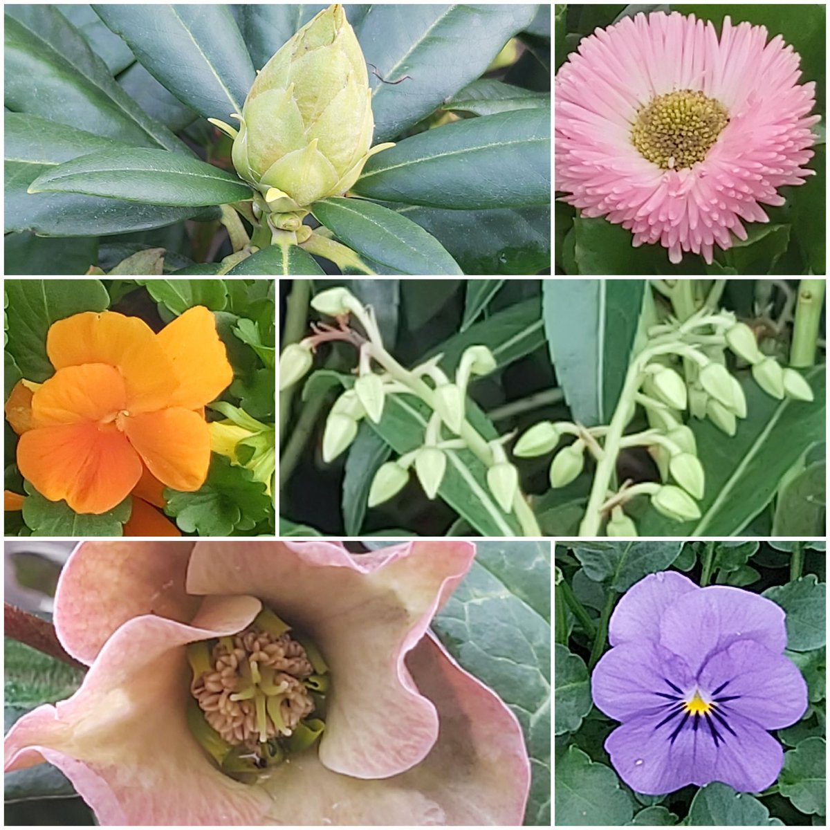 SunflowerSusi🦋🌻 tweet media