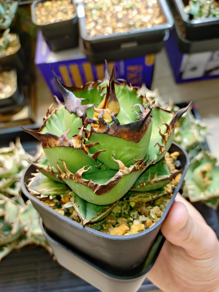 yagave / YABACHIをつくる人 (@yagave_plants) / Posts / X