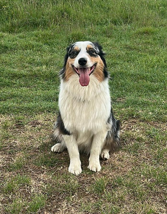 DecorumDog's tweet photo. 23 Dec 2025 #lost Roxi Still missing #scanme Female Australian Shepherd #Cranford Park #UB3 https://t.co/WHa5DTqh0i https://t.co/QPltpQTFkj