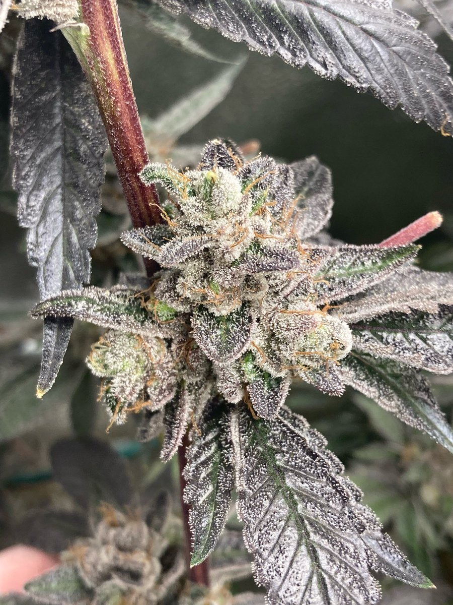 Roji OG chopped day 72 Flower