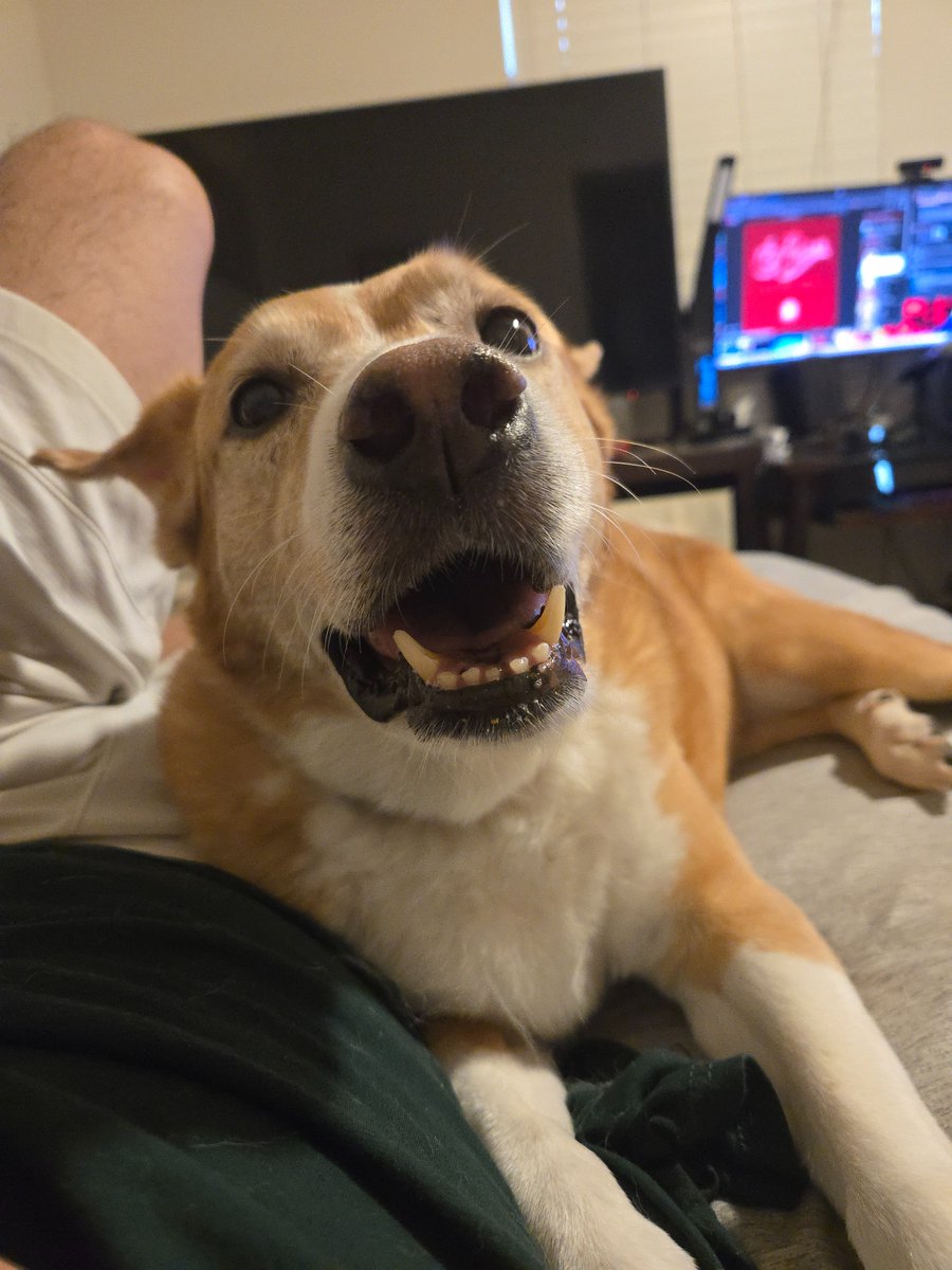 Photo shoot with lambchop for your viewing pleasure.