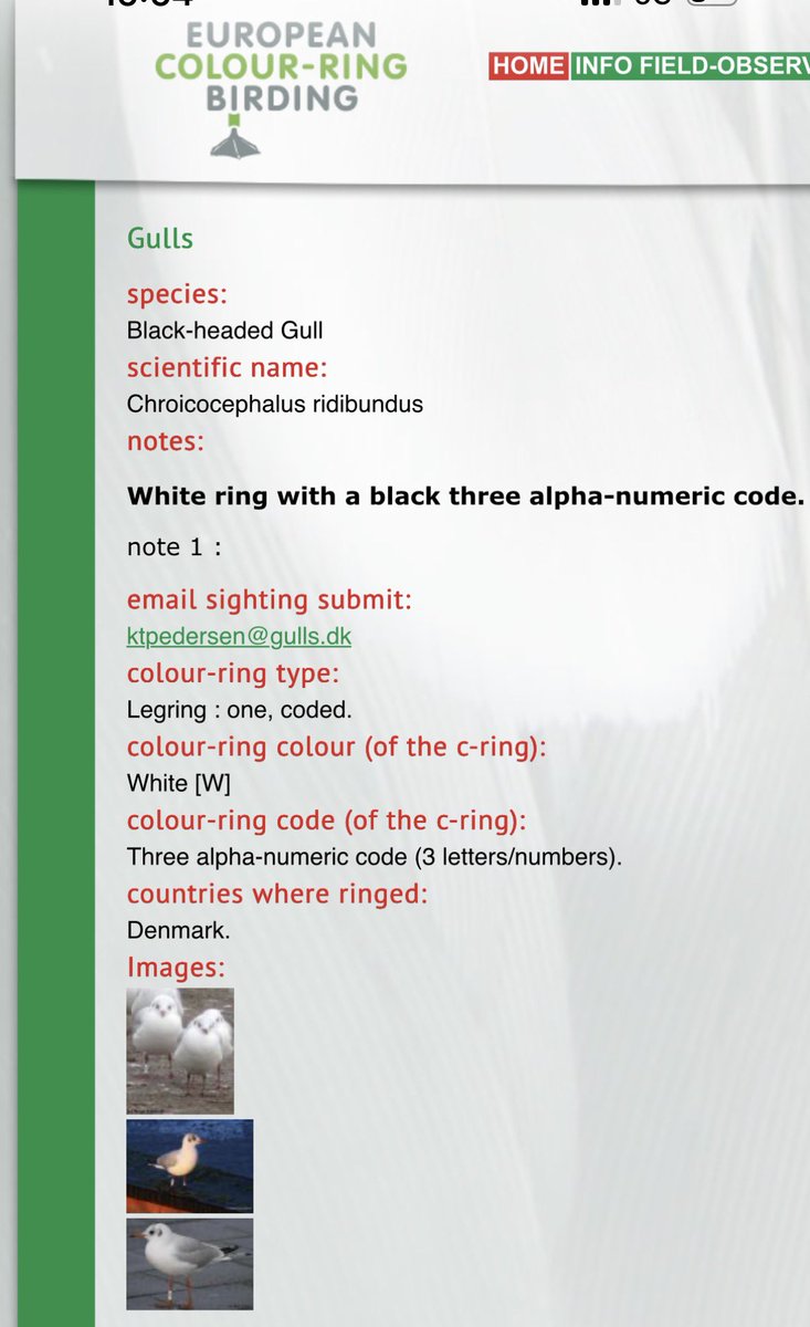 Stanford Birder tweet media