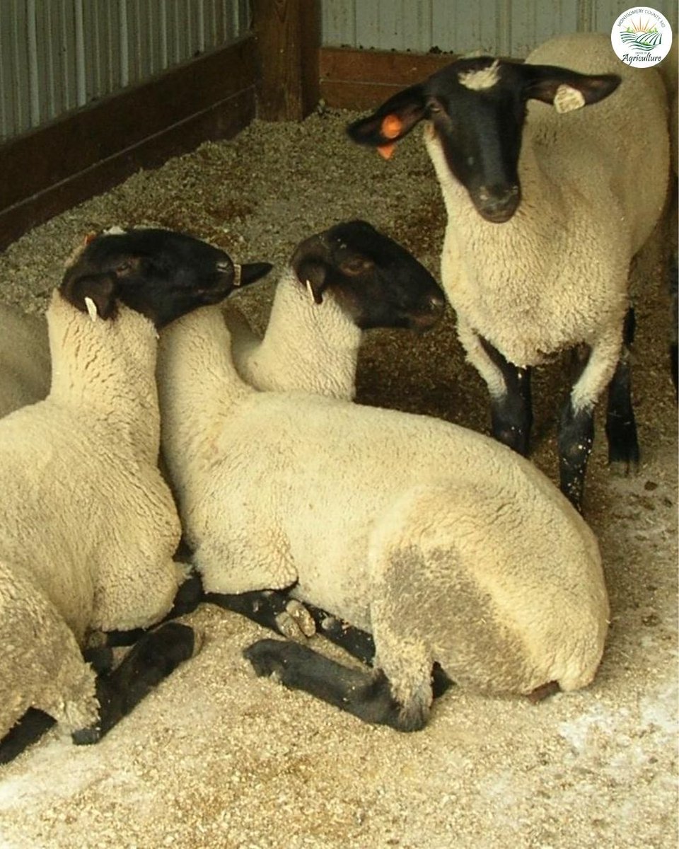 MoCoOAG's tweet image. Enjoying a break in the barn! It's getting cold now, so they don't have to go inside to stay cool 🥶 #MoCoAg #SuffolkSheep #KnowYourFarmer #MontgomeryCountyMD #FarmLife #AnimalWelfare #AgriculturalReserve