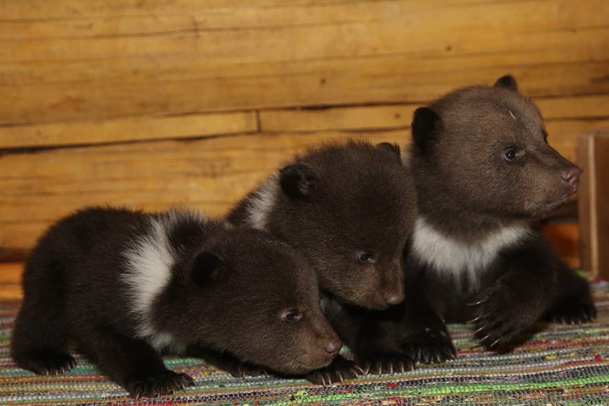 🐻 Bears Daily 🐻 (@bearsdaily_) on Twitter photo 