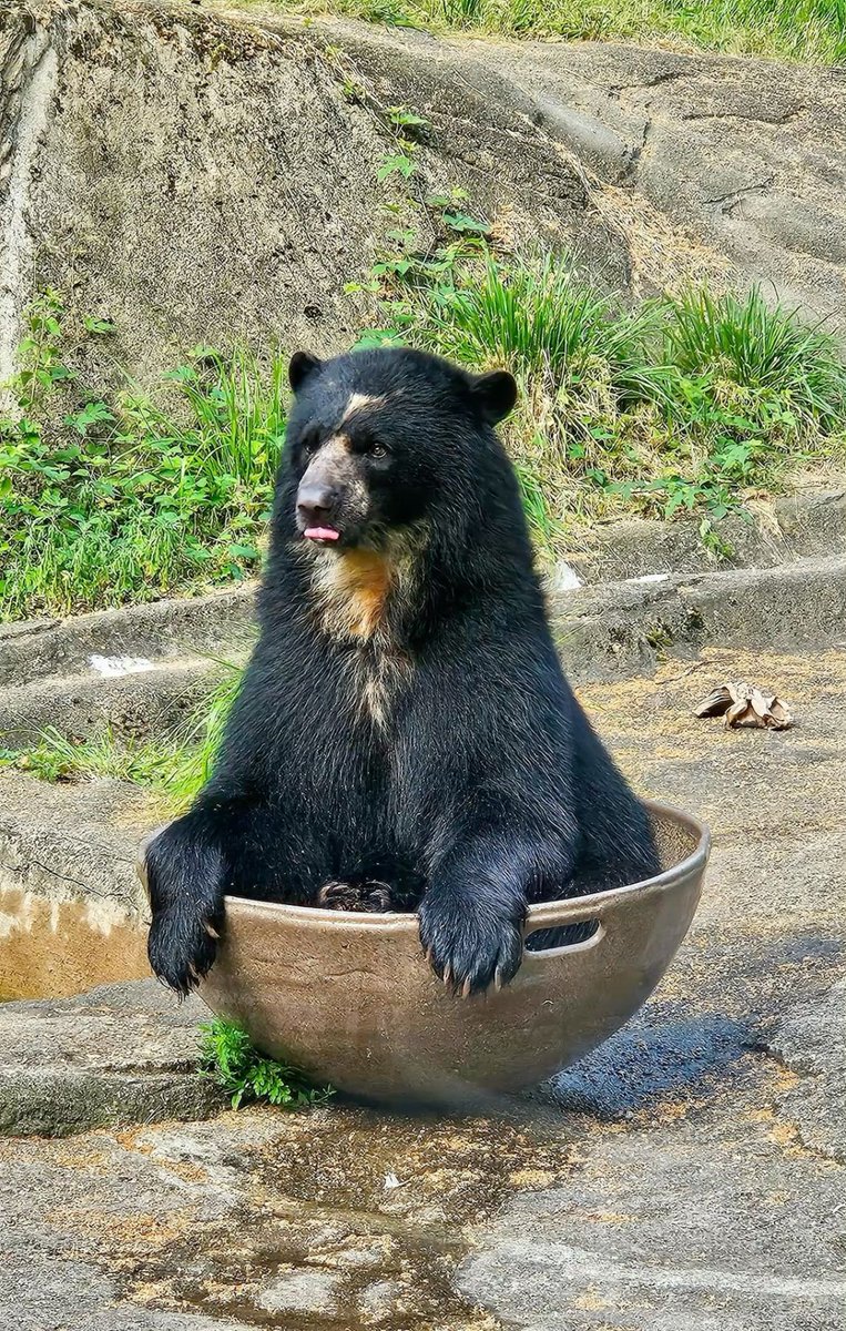 bearsdaily_'s tweet image. 