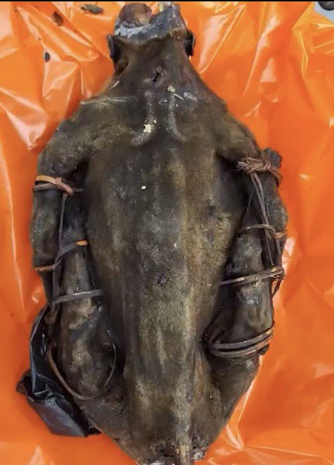 ParanormalLink_'s tweet photo. TMZ casually reports “nonhuman primate meat” seized at O’Hare International Airport… it’s like the truth is in front of our eyes… 😂😘
#paranormallink #tmz #nonhuman #primate https://t.co/CktxAWHfX4