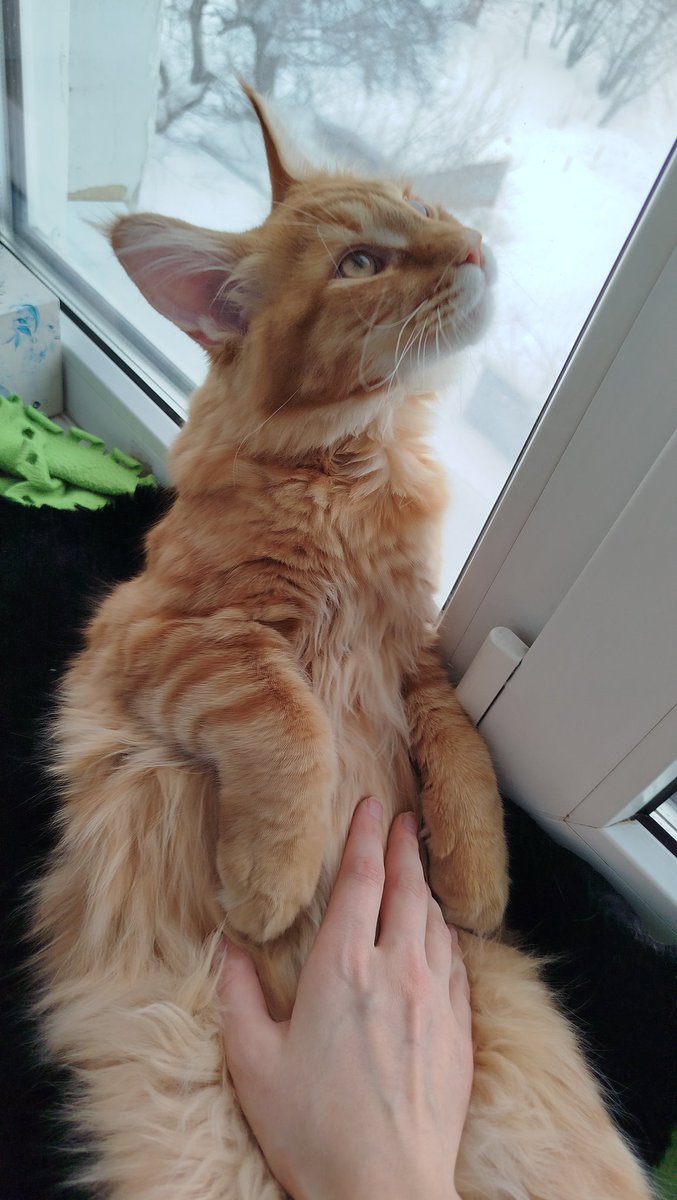 _ithil's tweet image. Посмотрите на мамзель кошку