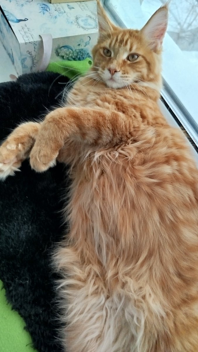 _ithil's tweet image. Посмотрите на мамзель кошку