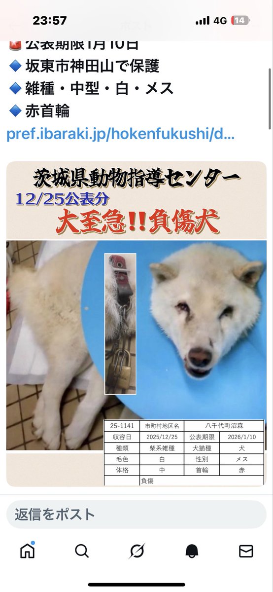 tanuko445's tweet photo. @urust0406 違うかも知れませんが確認頂けたら幸いです。モコちゃんではないのでしょうか？ https://t.co/oIaGNJoCV1