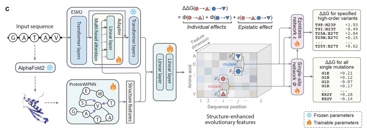 ZiangLi2001's tweet photo. @luoyunan Inference with SPURS scales as O(1) (one forward pass) per protein, enabling site-saturation mutagenesis of the entire human proteome of ~19,652 proteins (~10⁹ variants) in 30 minutes on a single GPU. 4/n https://t.co/orEhGqSzOC