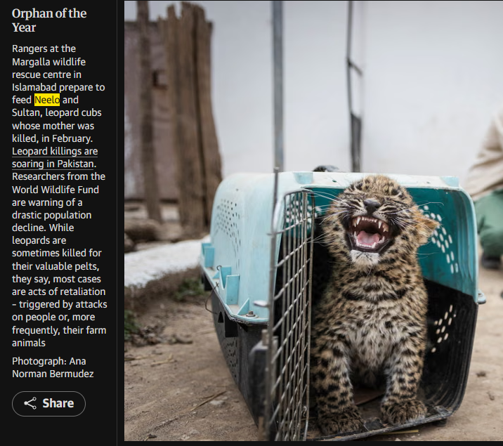 CaptKpn's tweet photo. On same article $BUB was found i saw this POPCAT² named $Neelo,

Orphan of the Year, Rangers at the Margalla wildlife rescue centre in Islamabad prepare to feed Neelo.

Which literally looks like POPCAT² face:
https://t.co/QZ1p94Czpd https://t.co/TCsFz8HsKQ