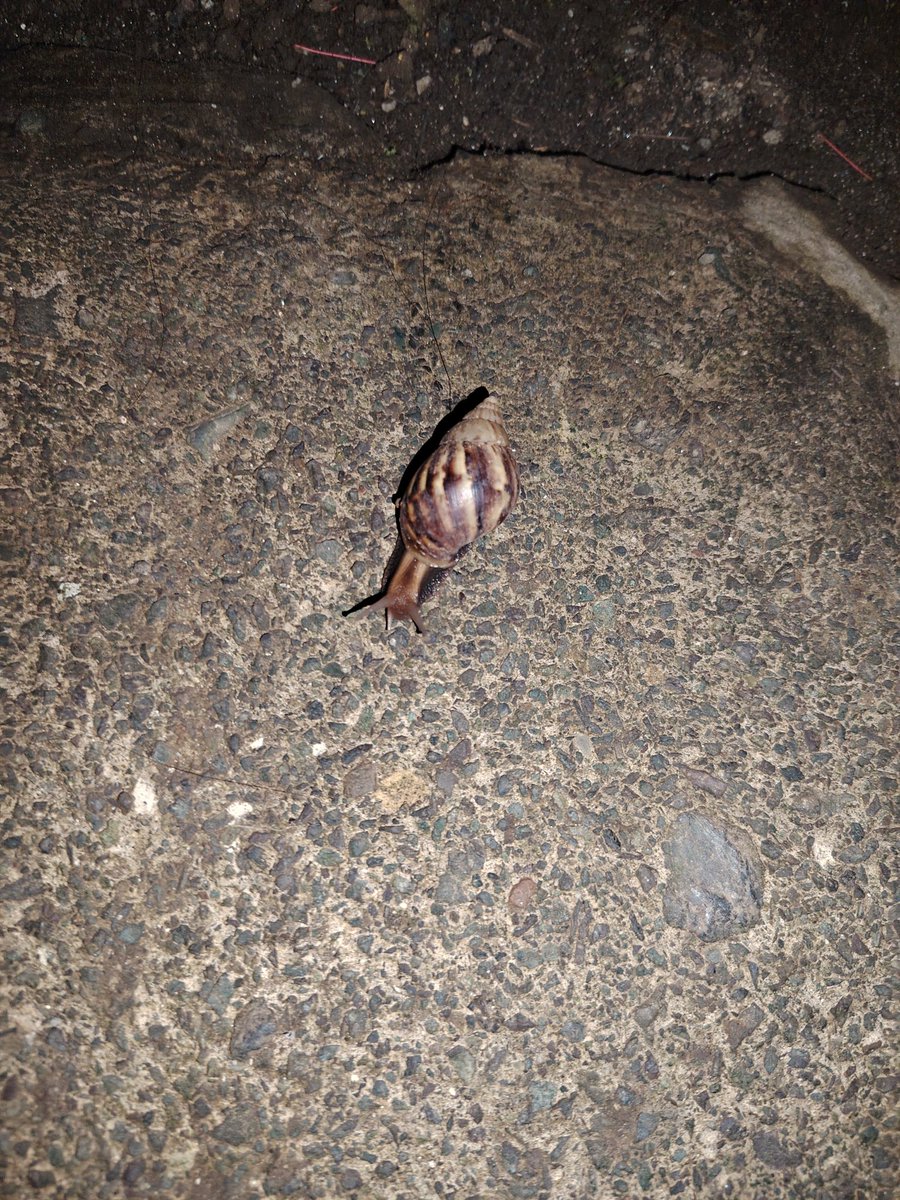 yetiiixx's tweet photo. Come home to this, cutie mr. snail https://t.co/vu6ezWpnDF