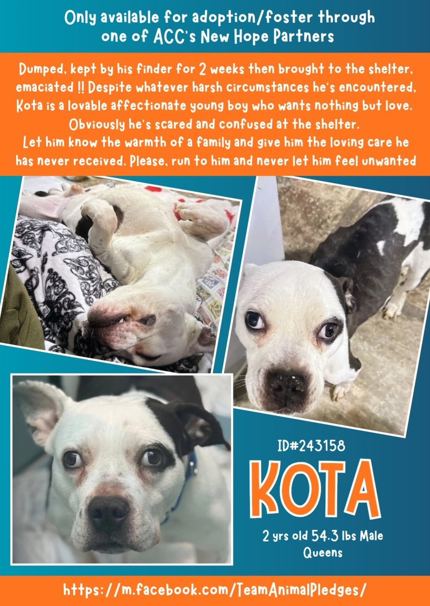 tomsland_'s tweet image. 2 yr old ultra cute but emaciated love bug Kota was surrendered after his finder kept him 2 wks.
Despite the finder's great praise for him, he is at high risk because he is fearful at Queens ACC.
He needs a loving, patient home fast!
nycacc.app/#/browse/243158
#Adopt #Foster #Pledge