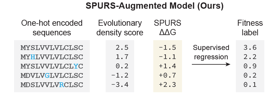 ZiangLi2001's tweet photo. @luoyunan Using SPURS-predicted ΔΔG as a prior, we can incorporate stability into supervised fitness learning. 8/n https://t.co/mqyFoCvzxd