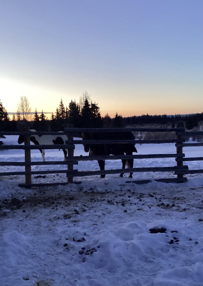 A cool -27C (-17F) here at the ranch, blanketed a couple of the old horses.