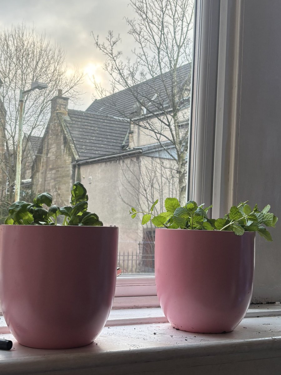 pollyg81's tweet photo. When did I first realise I am now a crazy plant lady?? Well….. https://t.co/tkTuFCxeZY