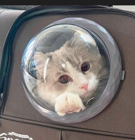 ちゃとら 🐯鉄道模型ちゃトラ🐯 (@chatora45000) / Posts / X