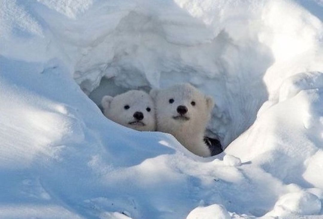 🐻 Bears Daily 🐻 tweet media