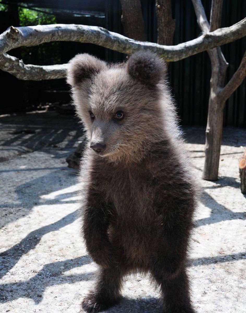 bearsdaily_'s tweet image. 