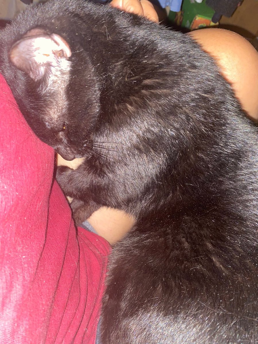 SERVICIO SOCIAL✅️
#ayudaanimal
Me piden publicar 👇🏻

Nova 
Esa impotencia de luchar… y sentir que todas las puertas se cierran 🐾💔

Nova, un gatito de tan solo un año que está pasando por un dolor que nadie merece. fue diagnosticado con gengivoestomatitis crónica, una