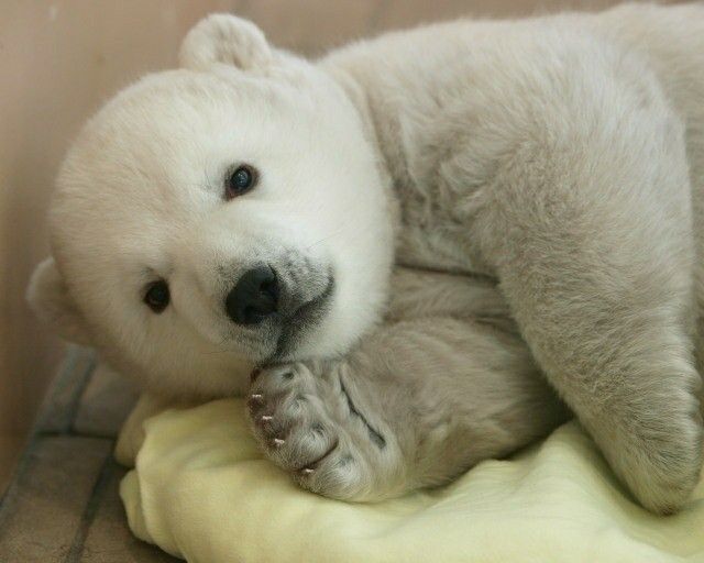 🐻 Bears Daily 🐻 (@bearsdaily_) on Twitter photo 