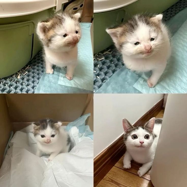 postsofkittens's tweet image. 