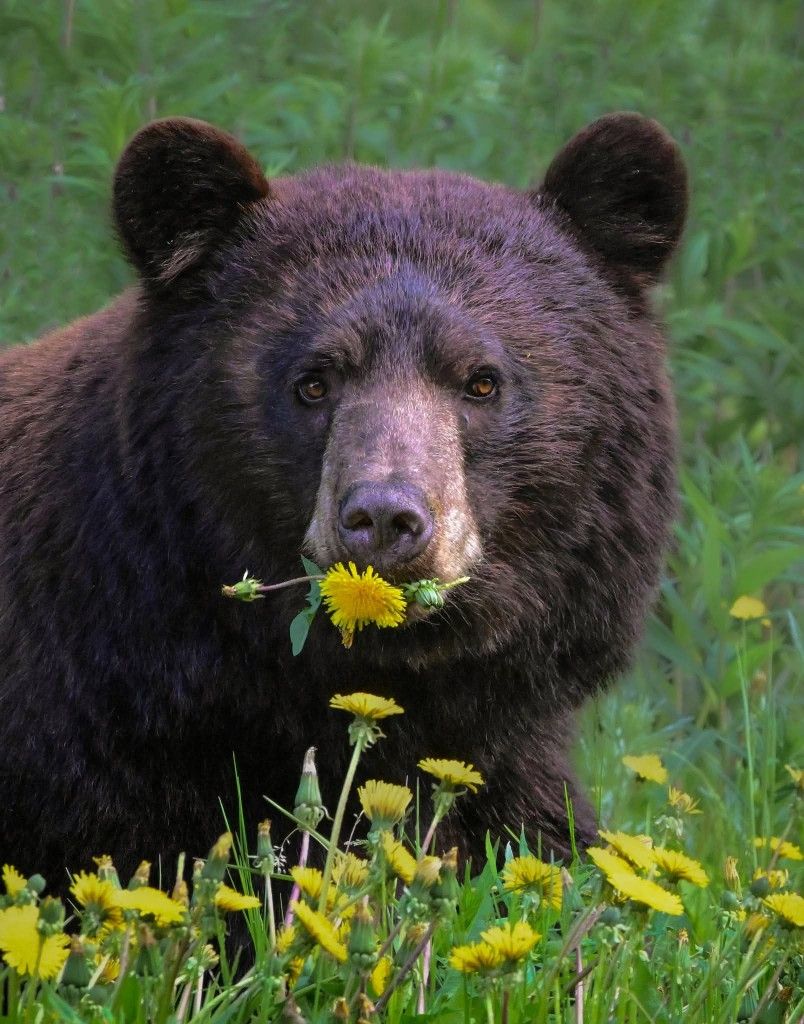 🐻 Bears Daily 🐻 (@bearsdaily_) on Twitter photo 
