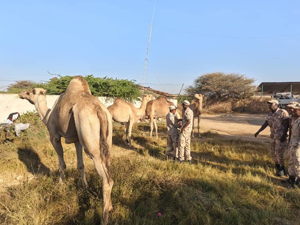 IdirisMXasan2's tweet photo. Ganacsadaha #Maxamed Aw-siciid Geedi oo ah aasaasaha shirkadda MSG Group ayaa 120 neef oo geel ah ku deeqay debaal dega aqoonsiga #Somaliland awgii

Geelan ayaa loo kala qaybiyay .

1. Talisyada kala duwan ee ciidmada qaranka sida, Milatariga, Booliska,
Asluubta Socdaalka Dabd... https://t.co/ItwXbNe1ZW