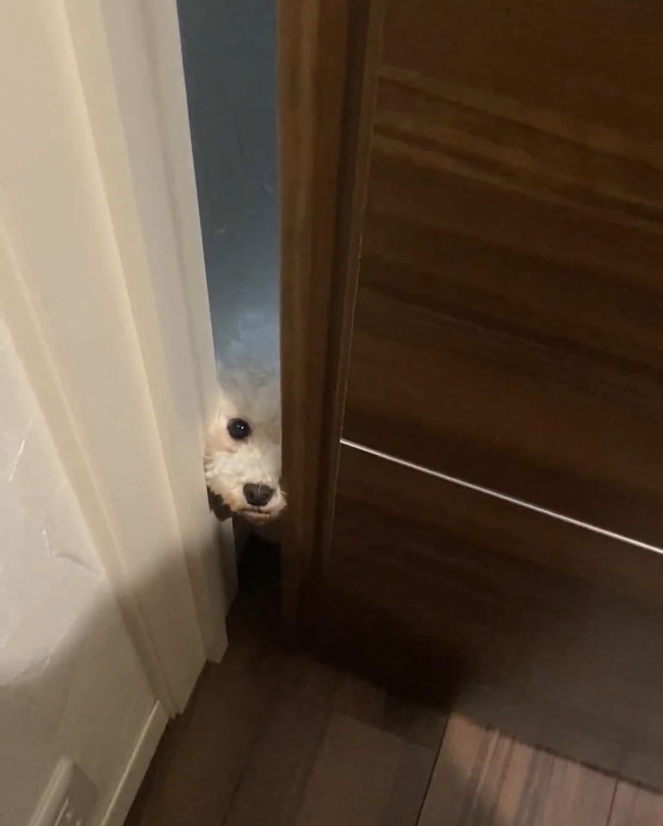 _Satcha1's tweet image. かわちい