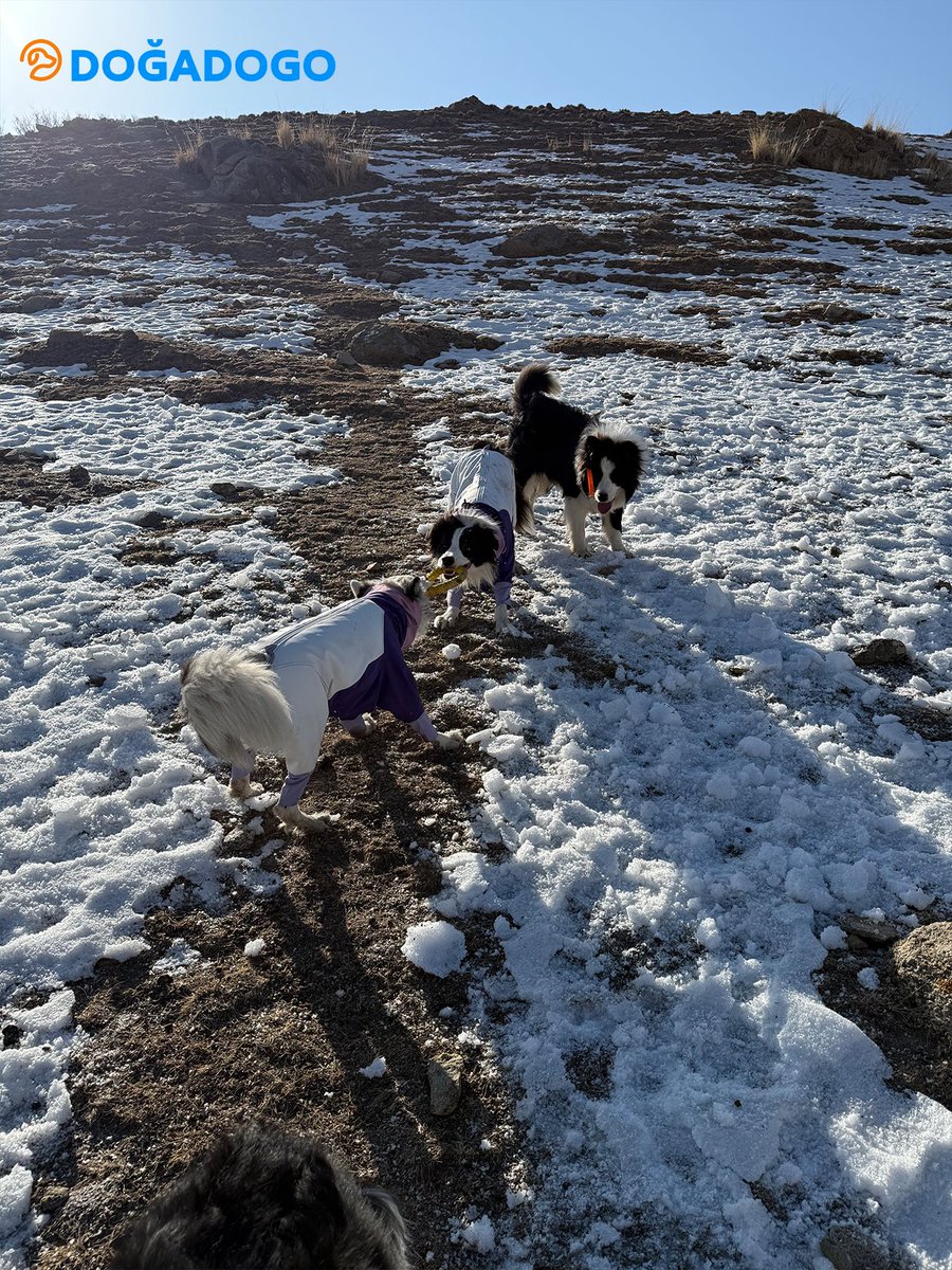 dogadogo2023's tweet image. Four Border Collies. One Xinjiang snow-mountain day. 🏔️❄️
Two in the DGDG purple dog snowsuit—and one finished with our Halloween bandana bib 🎃💜
Windy, cold, cinematic… and they ran like the world was theirs.
#DGDG #DOGADOGO #Xinjiang #SnowMountains #BorderCollie #DogSnowsuit