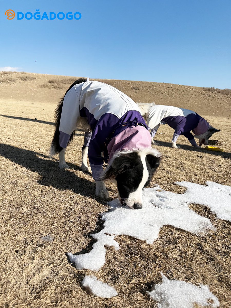 dogadogo2023's tweet image. Four Border Collies. One Xinjiang snow-mountain day. 🏔️❄️
Two in the DGDG purple dog snowsuit—and one finished with our Halloween bandana bib 🎃💜
Windy, cold, cinematic… and they ran like the world was theirs.
#DGDG #DOGADOGO #Xinjiang #SnowMountains #BorderCollie #DogSnowsuit