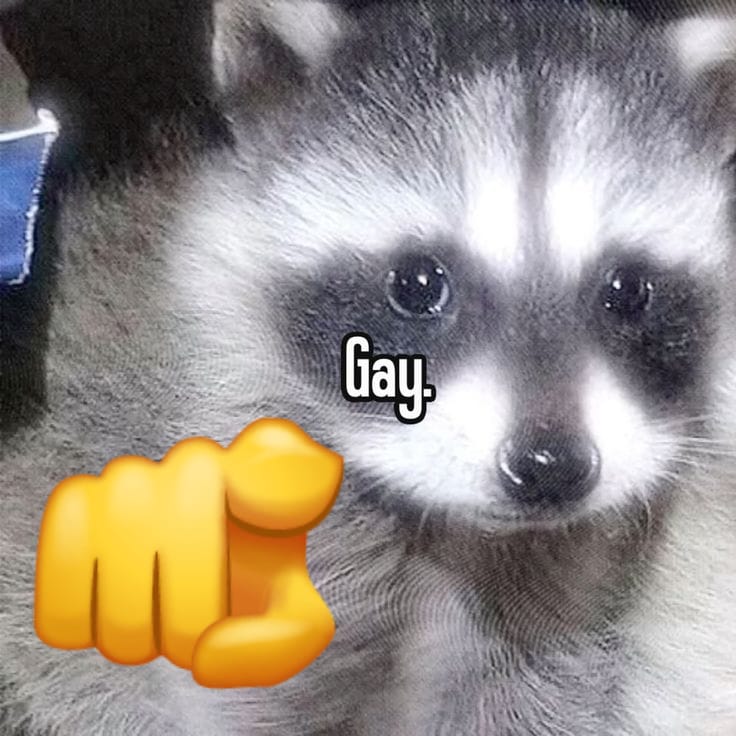 Why you should have a Raccoon (@shouldhaveracc) on Twitter photo 