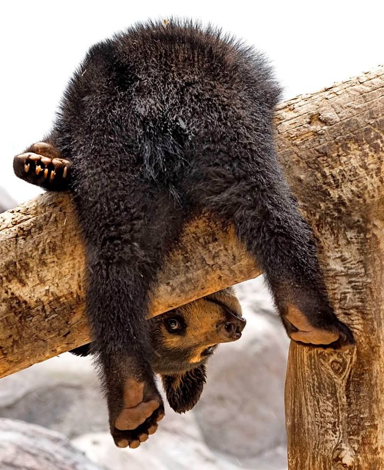 🐻 Bears Daily 🐻 tweet media