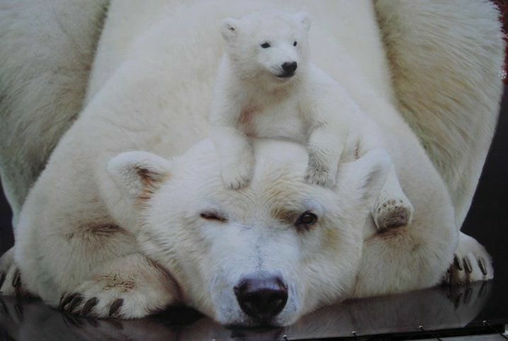 🐻 Bears Daily 🐻 (@bearsdaily_) on Twitter photo 