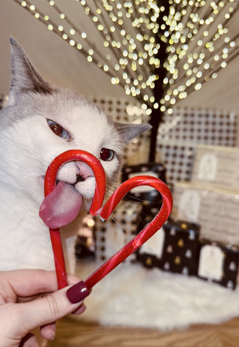 How Zephyr celebrated the holidays