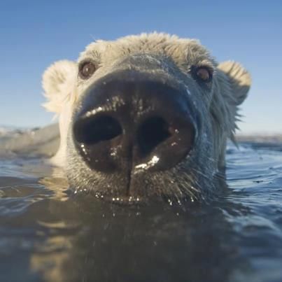 🐻 Bears Daily 🐻 (@bearsdaily_) on Twitter photo 