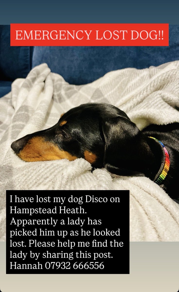 LOST DOG!! Please help me trace the lady who apparently picked up my dog Disco on Hampstead Heath. Share this post far and wide! My number 07932 666556
<a href="/rickygervais/">Ricky Gervais</a> PLEASE SHARE